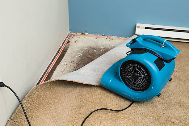 Best Water damage contractors near me  in Mart, TX